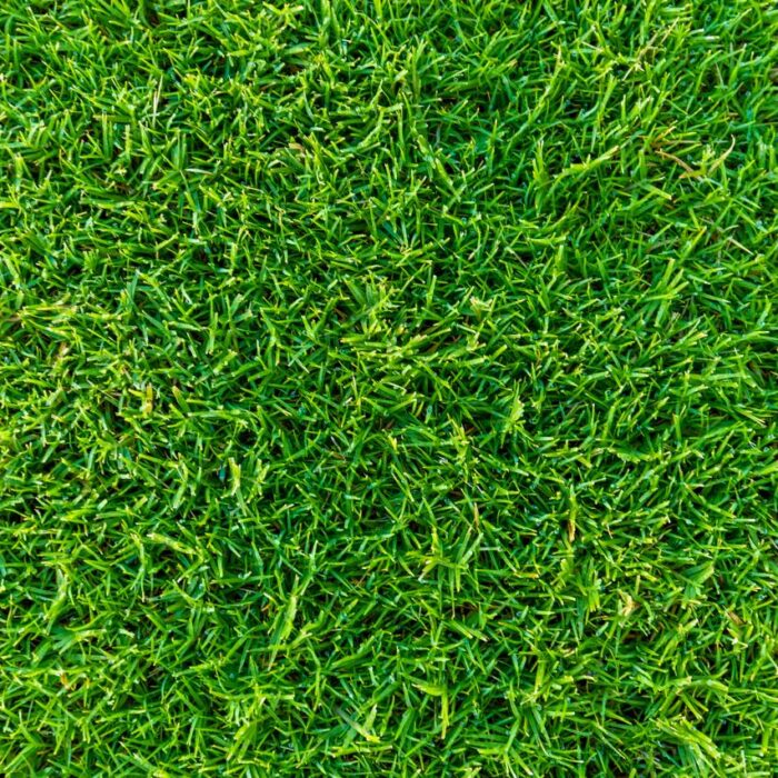 TURF SIR GRANGE ZOYSIA TILE - Image 3