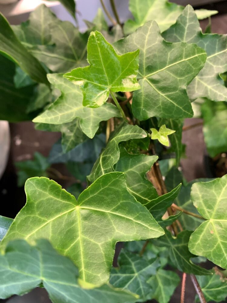 Beautiful foliage & indoor plants. : Ask The Experts : Lee Rowans ...