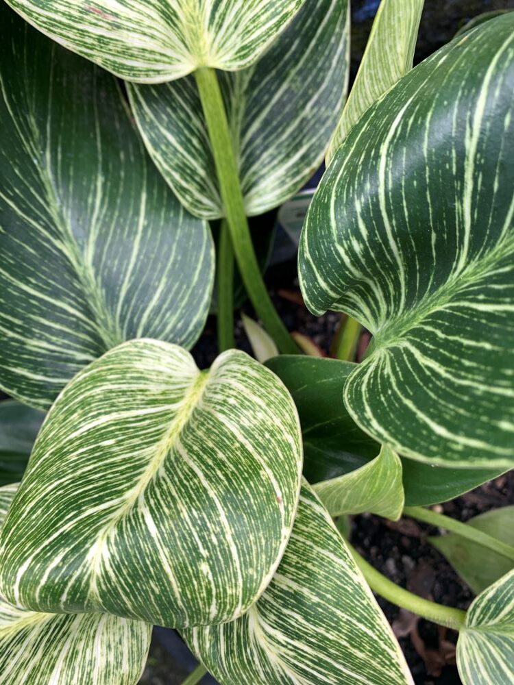 Beautiful foliage & indoor plants. : Ask The Experts : Lee Rowans ...