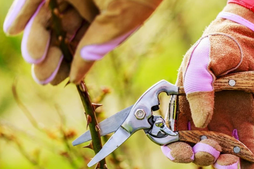 How to prepare, plant & care for roses. : Ask The Experts : Lee Rowans ...