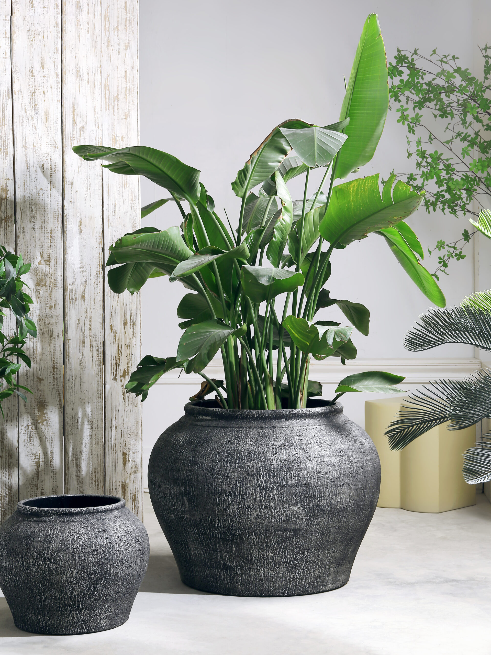 CRETE BELLY S/2 BLACK SEASONAL