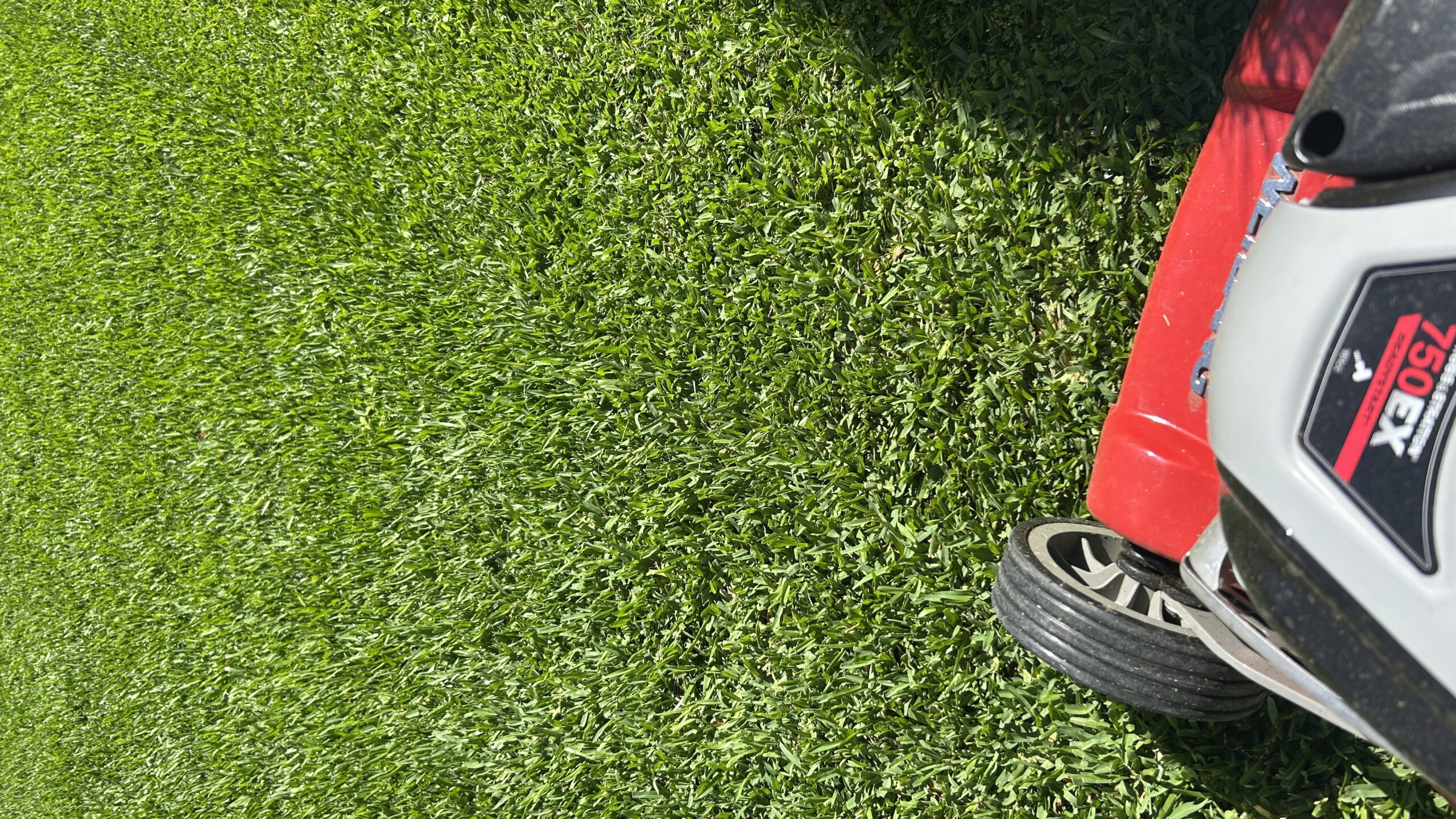 STAMPEDE BUFFALO TURF (COMING SOON!) - Image 4