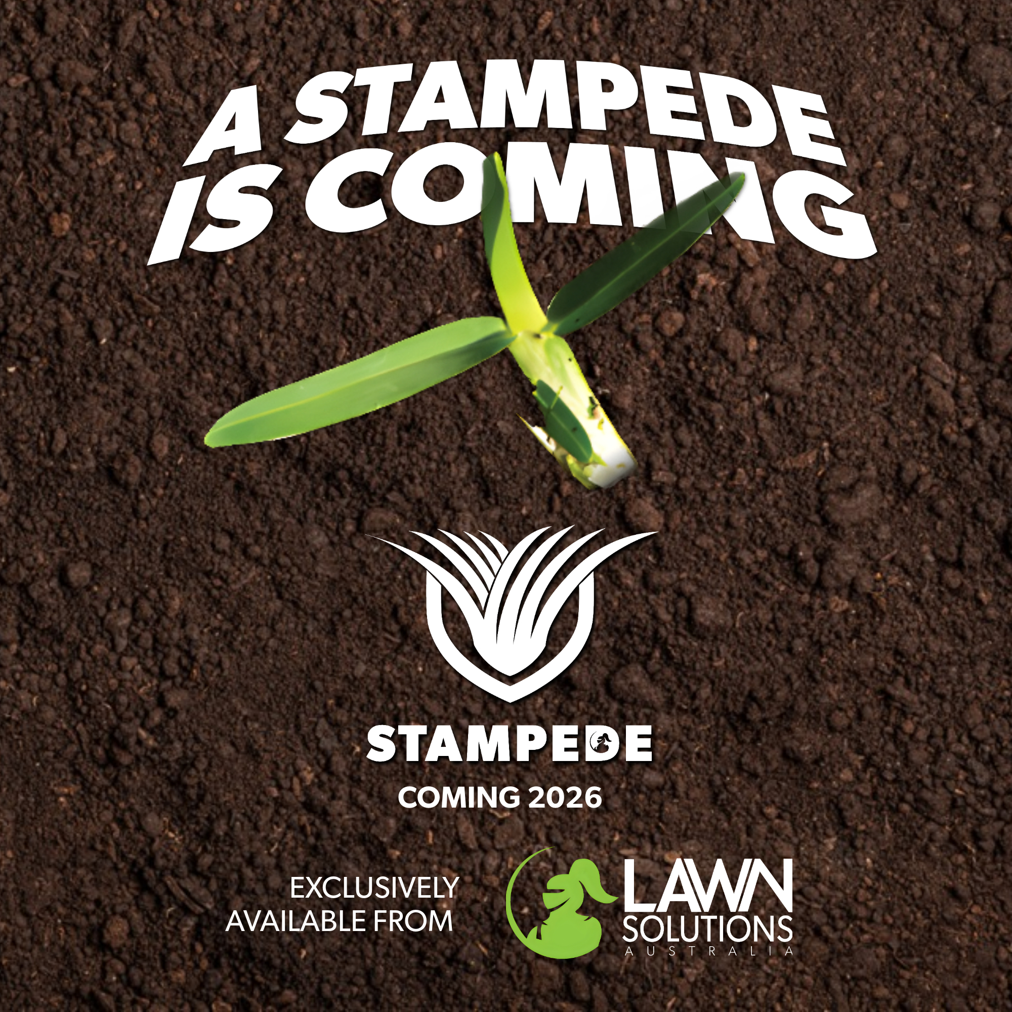 STAMPEDE BUFFALO TURF (COMING SOON!)