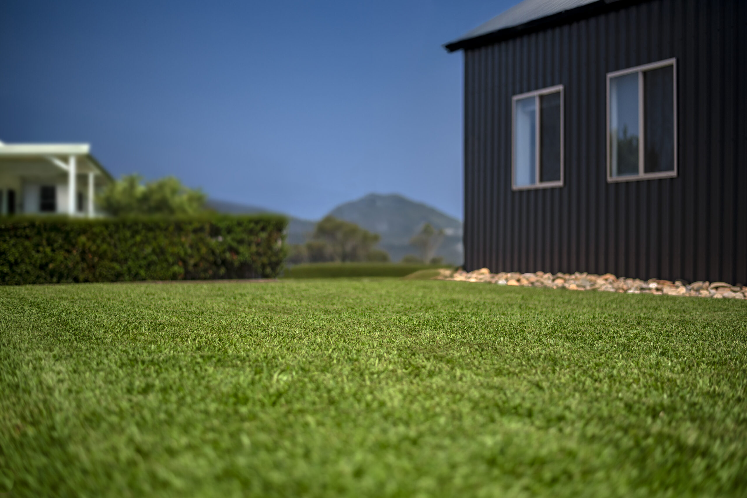 STAMPEDE BUFFALO TURF (COMING SOON!) - Image 6