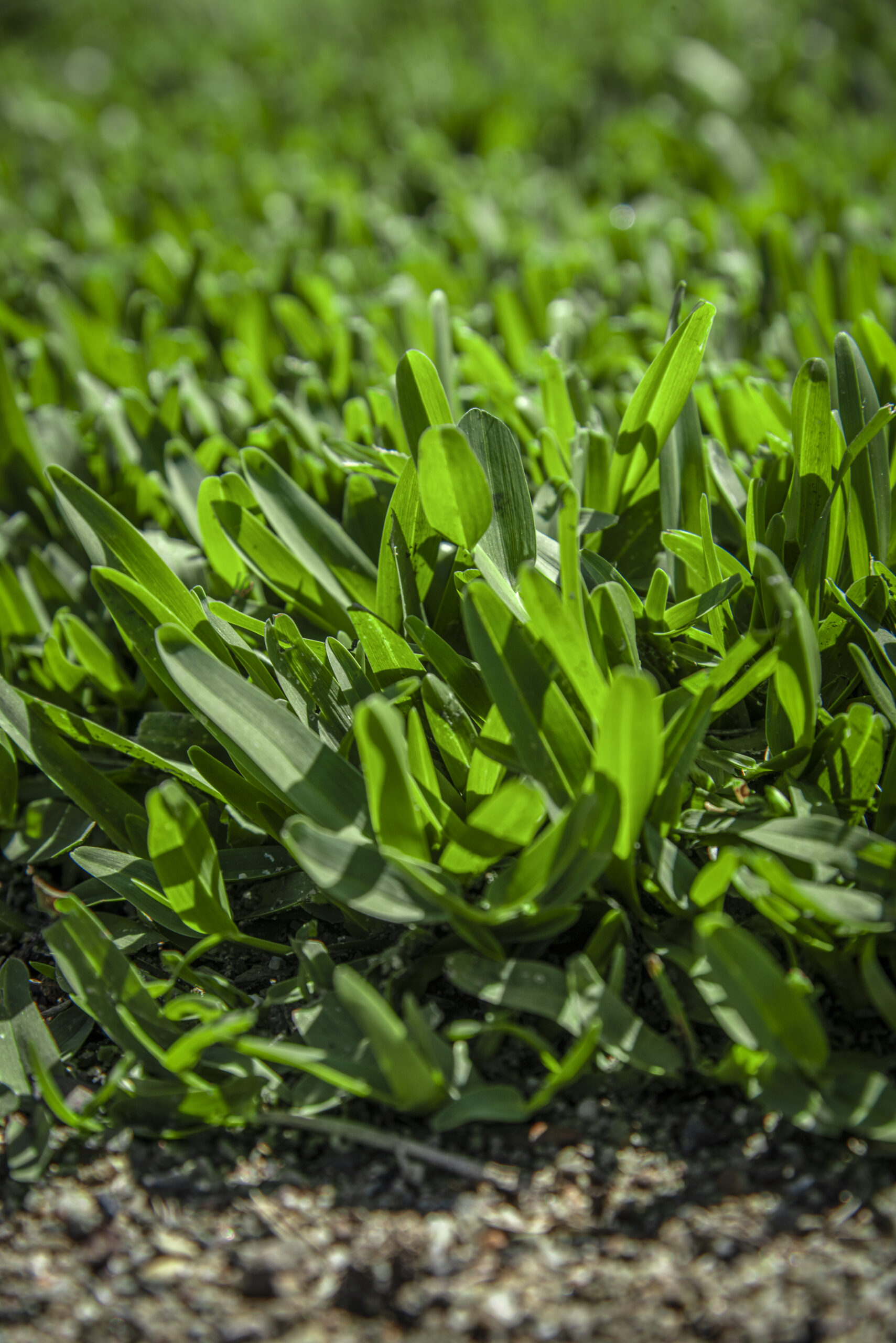 STAMPEDE BUFFALO TURF (COMING SOON!) - Image 3